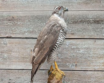 Eurasian Goshawk (Accipiter gentilis) Bird Taxidermy Stand Mount