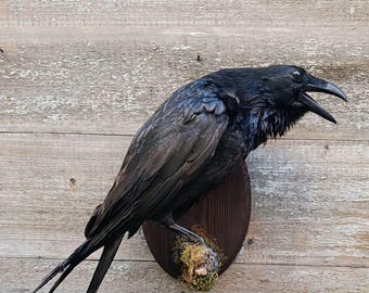 Common Raven (Corvus corax) Bird Taxidermy Wall Mount