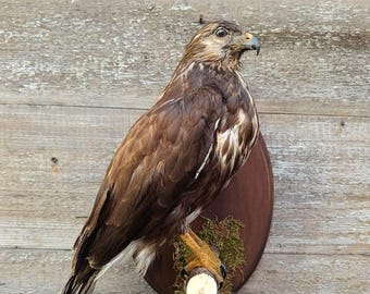 Common Buzzard (Buteo buteo) Bird Taxidermy Wall Mount
