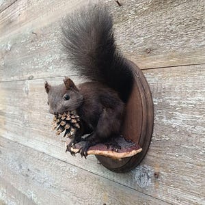 Ardilla roja (Sciurus vulgaris) Taxidermia de montaje en pared