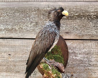 Western Plantain-eater (Crinifer piscator) Bird Taxidermy Wall Mount
