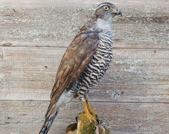 Eurasian Goshawk (Accipiter gentilis) Bird Taxidermy Stand Mount