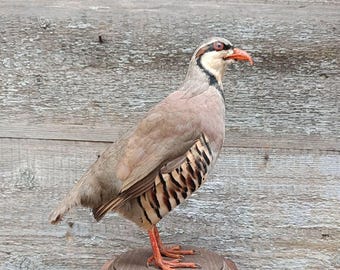 Rock Partridge (Alectoris graeca) Bird Taxidermy Stand Mount