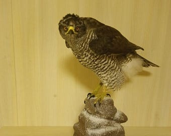 Eurasian Goshawk (Accipiter gentilis) Bird Taxidermy Stand Mount