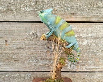 Chamaeleo calyptratus (Veiled Chameleon) Taxidermy Stand Mount