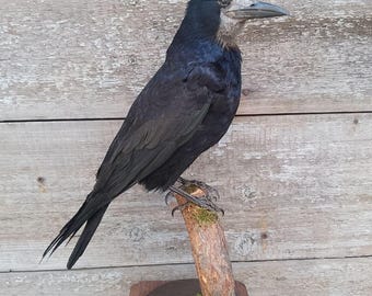 Rook (Corvus frugilegus) Bird Taxidermy Stand Mount