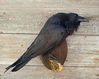 Common Raven (Corvus corax) Bird Taxidermy Wall Mount