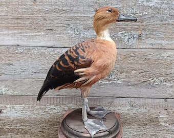 Fulvous Whistling Duck (Dendrocygna bicolor) Bird Taxidermy Stand Mount