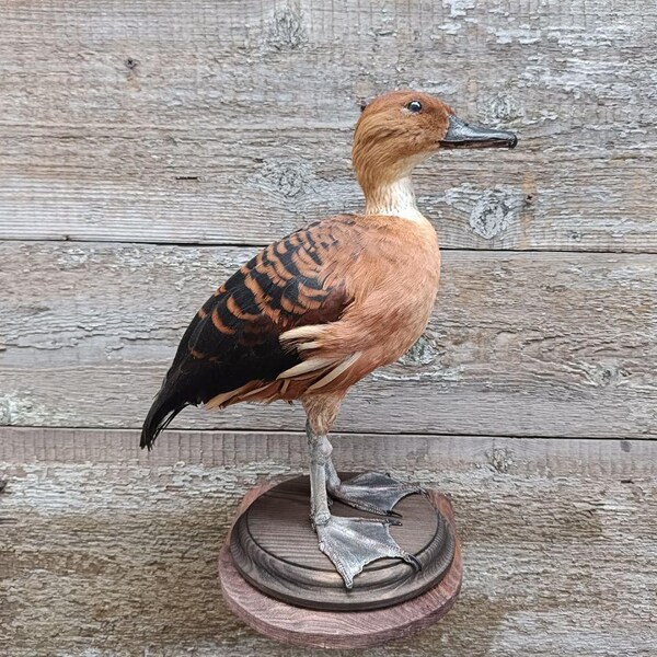 Pfeifende Ente (Dendrocygna bicolor) Vogel Schnabeltier