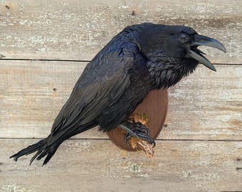 Common Raven (Corvus corax) Bird Taxidermy Wall Mount