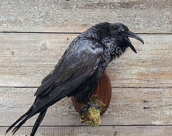 Common Raven (Corvus corax) Bird Taxidermy Wall Mount