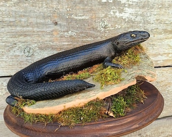 Blue-tongued Skink (Tiliqua) Bird Taxidermy Wall Mount