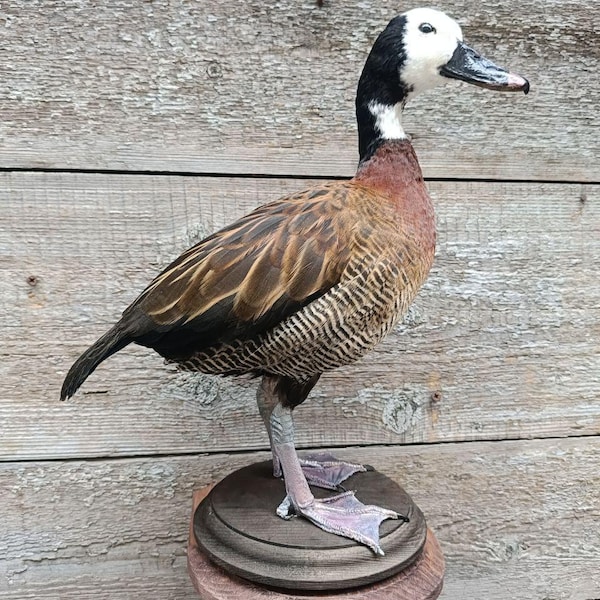 Dendrocygna viduata (weiße Pfeifende Ente) Vogel Schnabeltier