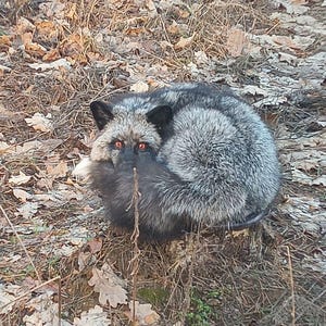 Zorro rojo (Vulpes fulva) disecado y montado sobre soporte