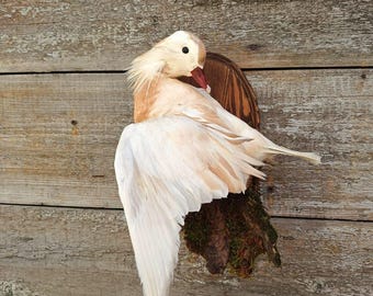 Mandarin Duck (Aix galericulata) Bird Taxidermy Wall Mount