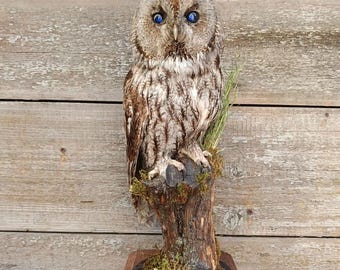 Owl Bird Taxidermy Stand Mount
