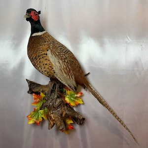 Fagiano comune (Phasianus colchicus) Uccello Tassidermia Supporto Montaggio