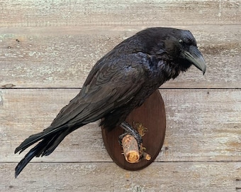 Common Raven (Corvus corax) Bird Taxidermy Wall Mount
