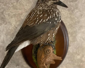 Cascanueces del Norte (Nucifraga caryocatactes) Ave taxidermia de pared