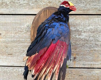 Violet Turaco (Tauraco violaceus, syn. Musophaga violacea) Bird Taxidermy Wall Mount