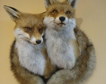 Red Fox (Vulpes vulpes) Taxidermy Wall Mount
