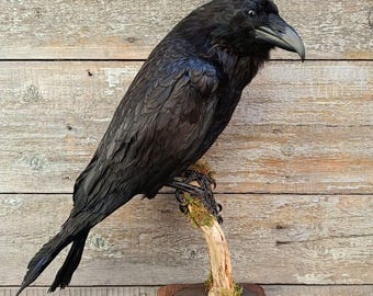 Common Raven (Corvus corax) Bird Taxidermy Stand Mount
