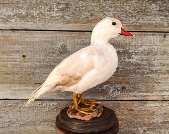 Mandarin Duck (Aix galericulata) Bird Taxidermy Stand Mount