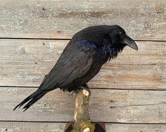 Soporte de taxidermia para cuervo común (Corvus corax)