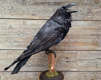 Common Raven (Corvus corax) Bird Taxidermy Stand Mount