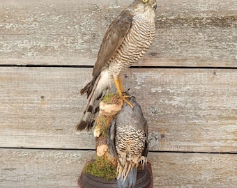 Eurasian Sparrowhawk (Accipiter nisus) with California Quail (Callipepla californica)Bird Taxidermy Wall Mount