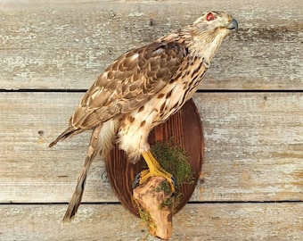 Eurasian Goshawk (Accipiter gentilis) Bird Taxidermy Wall Mount