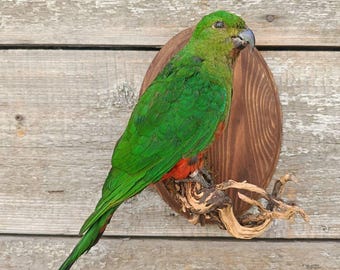 Alisterus scapularis (Australian King Parrot) Bird Taxidermy Wall Mount