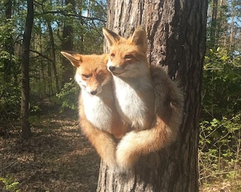 Montaje de pared taxidermia de zorro rojo (Vulpes vulpes)