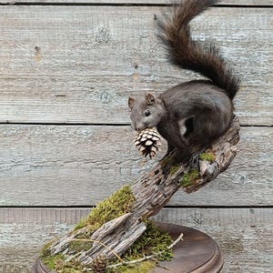 Puede incluir: Ardilla disecada con pelaje gris oscuro, sosteniendo una piña, posada en una rama de madera desgastada. La rama está montada sobre una base redonda de madera oscura, con musgo verde y pequeñas piñas. El fondo es una pared de madera gris claro.