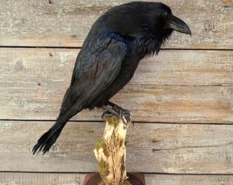Soporte de taxidermia para cuervo común (Corvus corax)