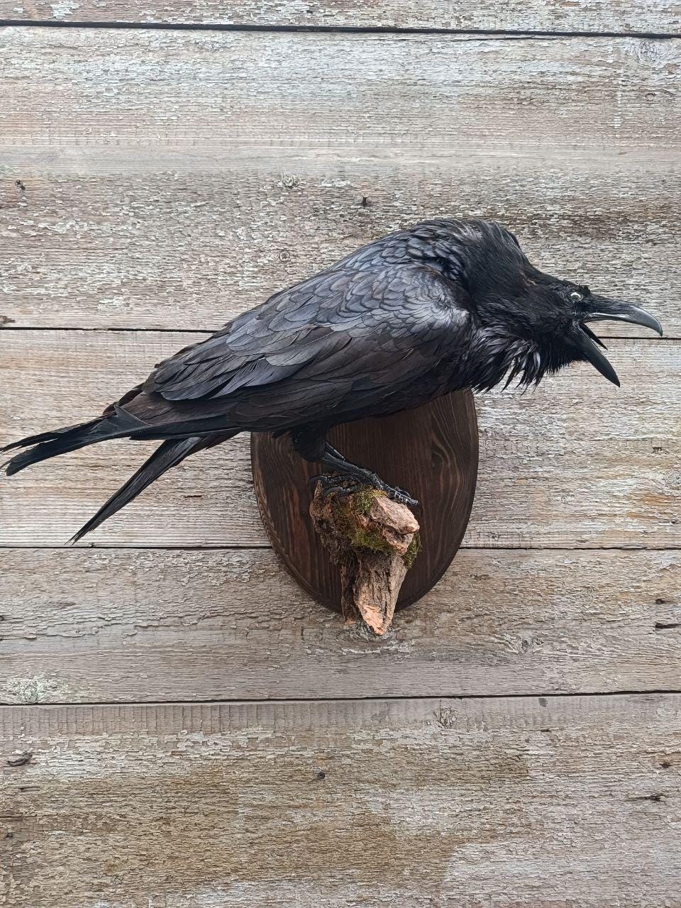 Common Raven Canada
