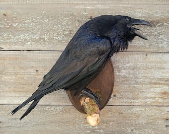 Common Raven (Corvus corax) Bird Taxidermy Wall Mount
