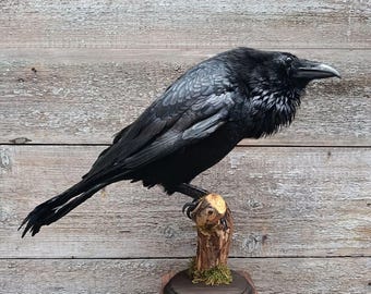 Common Raven (Corvus corax) Bird Taxidermy Stand Mount