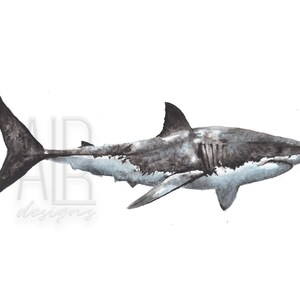 Pu&ograve; includere: Dipinto ad acquerello di un grande squalo bianco che nuota nell'oceano. Lo squalo &egrave; raffigurato in tonalit&agrave; di grigio e blu, con una pancia bianca. Il dipinto &egrave; realizzato in uno stile realistico, catturando la natura potente e predatoria dello squalo.