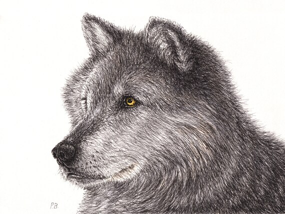 Wolf ink illustration portrait Drawing by Loren Dowding - Pixels