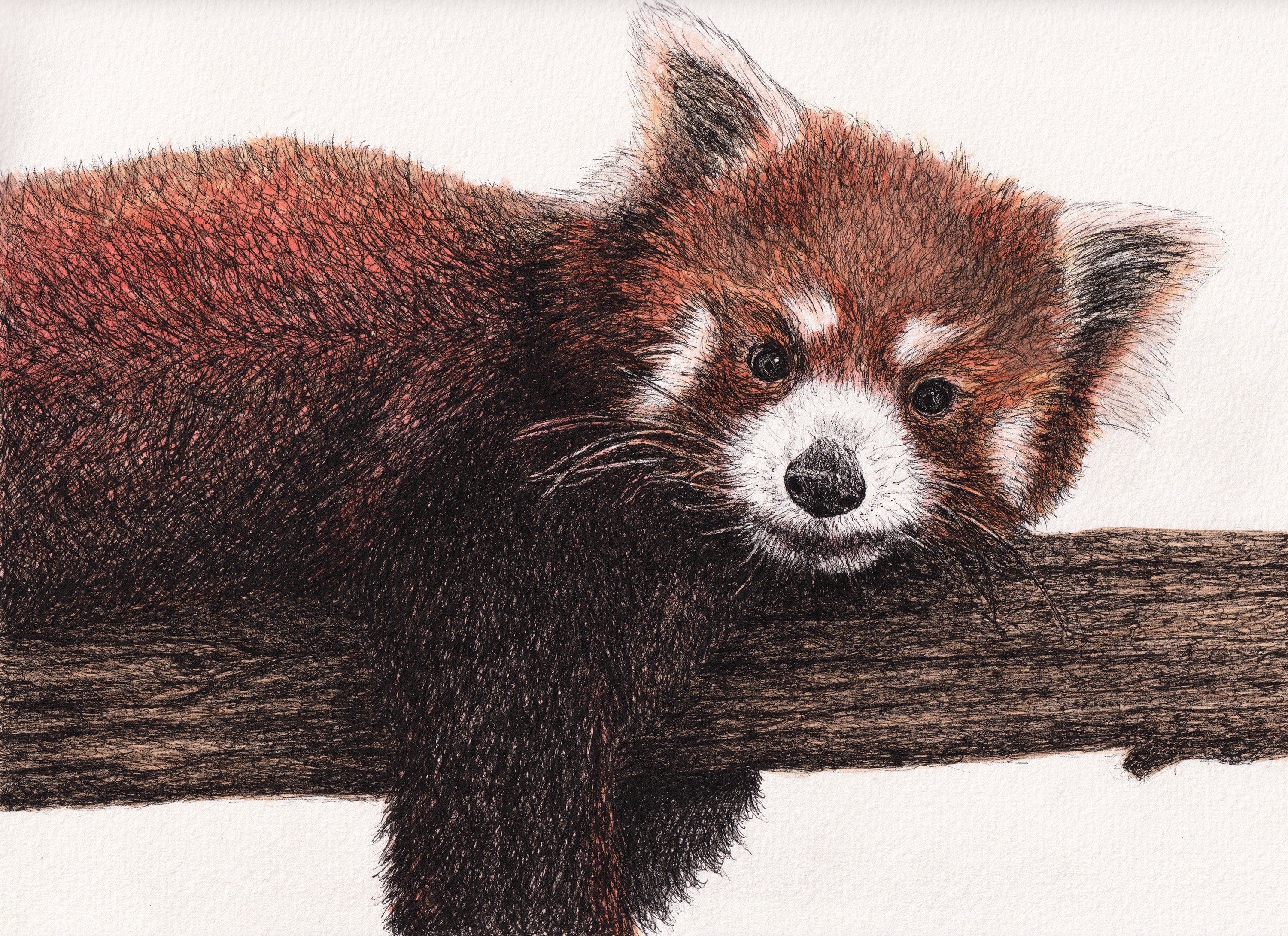 Red Panda Portrait Original Art Pen Ink Drawing With -