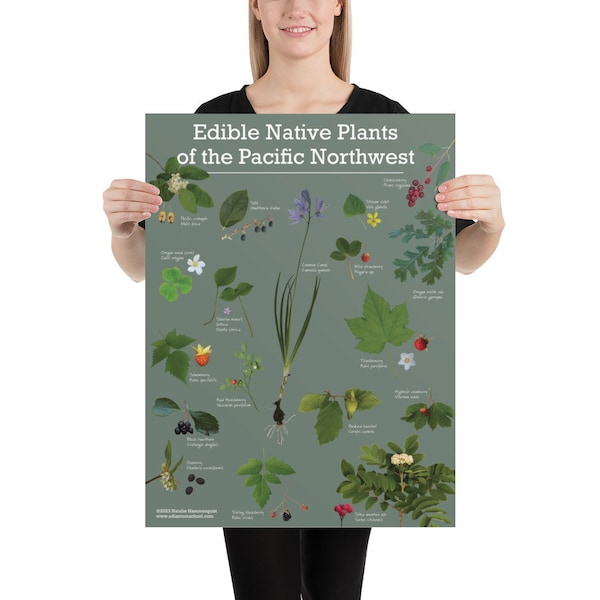 Edible Native Plants of the Pacific Northwest Wall Poster