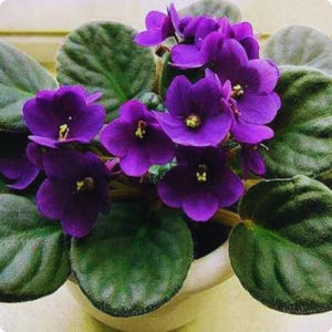 Peut inclure: Gros plan sur une plante de violette africaine avec des fleurs violettes profondes et des feuilles vertes veloutées. Les fleurs ont des centres jaunes, et la plante est dans un pot blanc. Les feuilles sont grandes et texturées.