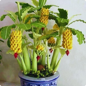 May include: A decorative banana plant in a blue and white patterned pot. The plant features bunches of yellow bananas and green leaves. Red accents are at the base of the banana bunches. The pot is approximately 20 cm in diameter.