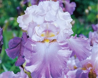 Sementes de Íris de Cores Variadas | Flores Perenes Raras | 30 Sementes para Florescer o Jardim no Outono