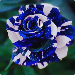 Semillas de Rosa Dragón Azul / Flores ornamentales raras de rosa / 50 semillas para jardín, macetas y bordes