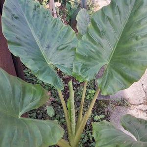 May include: A close-up of a large, green plant with broad, heart-shaped leaves. The leaves have prominent veins and a textured surface. The plant has thick, light green stems and is surrounded by other greenery.