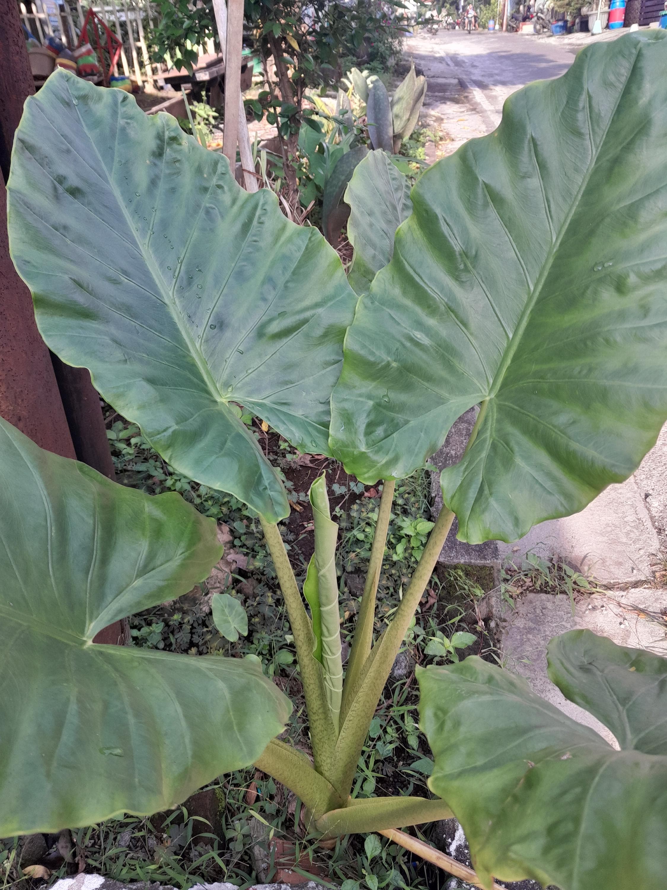 Alocasia macrorrhiza giant taro - Etsy 日本