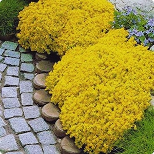 May include: A garden bed with bright yellow flowering plants. The plants are dense and textured. A pathway of grey cobblestones and brown wooden rounds borders the plants, with patches of green grass and small purple flowers. The scene is well-lit and colourful.