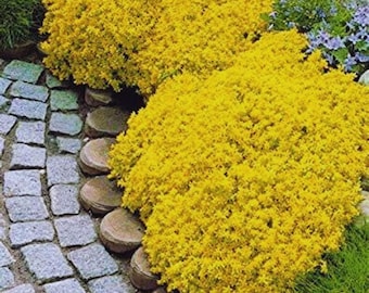 Yellow Creeping Thyme Seeds 100 | Ground Cover Herb | Low Growing Garden Plant